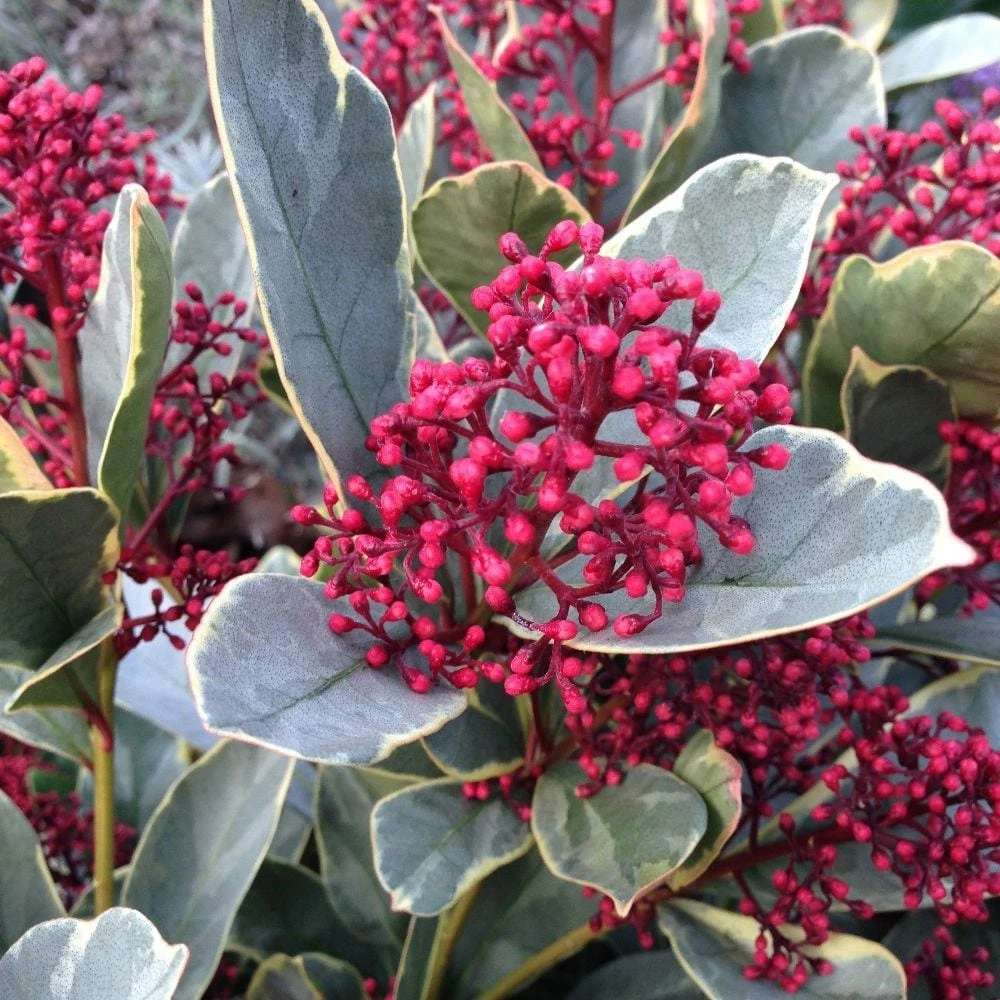 Skimmia Japonica 'Perosa' (PBR) (male) 4 Skimmia Japonica 'Perosa' (PBR) (male) - Image 2