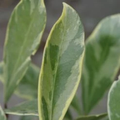 Skimmia Japonica 'Perosa' (PBR) (male) 7 Skimmia Japonica 'Perosa' (PBR) (male) -plant store pl2000037358 card3 lg