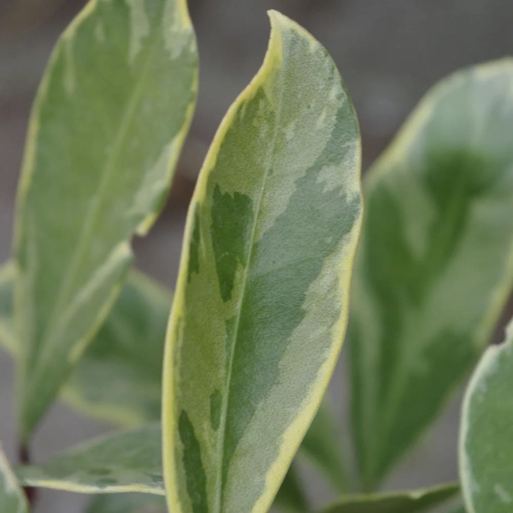 Skimmia Japonica 'Perosa' (PBR) (male) 5 Skimmia Japonica 'Perosa' (PBR) (male) - Image 3