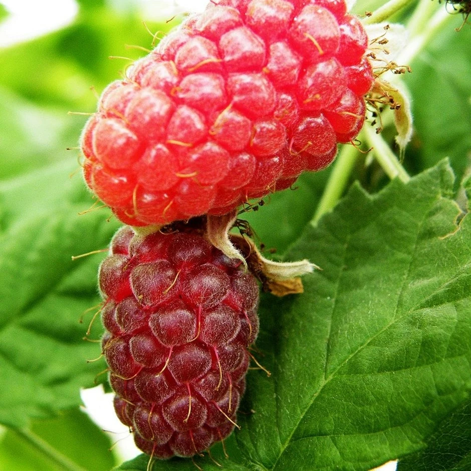 Loganberry 'Thornfree' 3 Loganberry 'Thornfree'