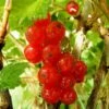 Redcurrant 'Rosetta' -plant store pl2000037365