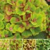 Hydrangea Macrophylla Magical Green Delight ('Hokomagrede') (PBR) -plant store pl2000037395