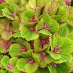 Hydrangea Macrophylla Magical Green Delight ('Hokomagrede') (PBR) -plant store pl2000037395 card2 lg