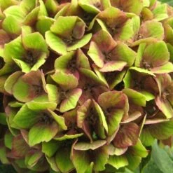Hydrangea Macrophylla Magical Green Delight ('Hokomagrede') (PBR) -plant store pl2000037395 card4 lg