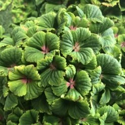 Hydrangea Macrophylla Magical Green Delight ('Hokomagrede') (PBR) -plant store pl2000037395 card5 lg