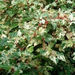 Ampelopsis Brevipedunculata 'Elegans' -plant store pl2000037432 card3 lg