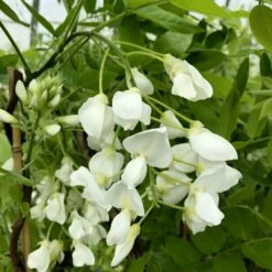 Wisteria Brachybotrys F. Albiflora 'Shiro-kapitan' 7 Wisteria Brachybotrys F. Albiflora 'Shiro-kapitan' -plant store pl2000037435 card3 lg