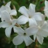 Jasminum Officinale F. Affine 2 Jasminum Officinale F. Affine -plant store pl2000037439