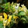 Lonicera Japonica 'Horwood Gem' -plant store pl2000037444
