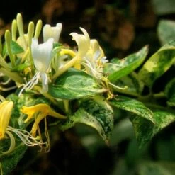 Lonicera Japonica 'Horwood Gem' -plant store pl2000037444 card2 lg
