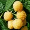 Raspberry 'All Gold' 2 Raspberry 'All Gold' -plant store pl2000037477