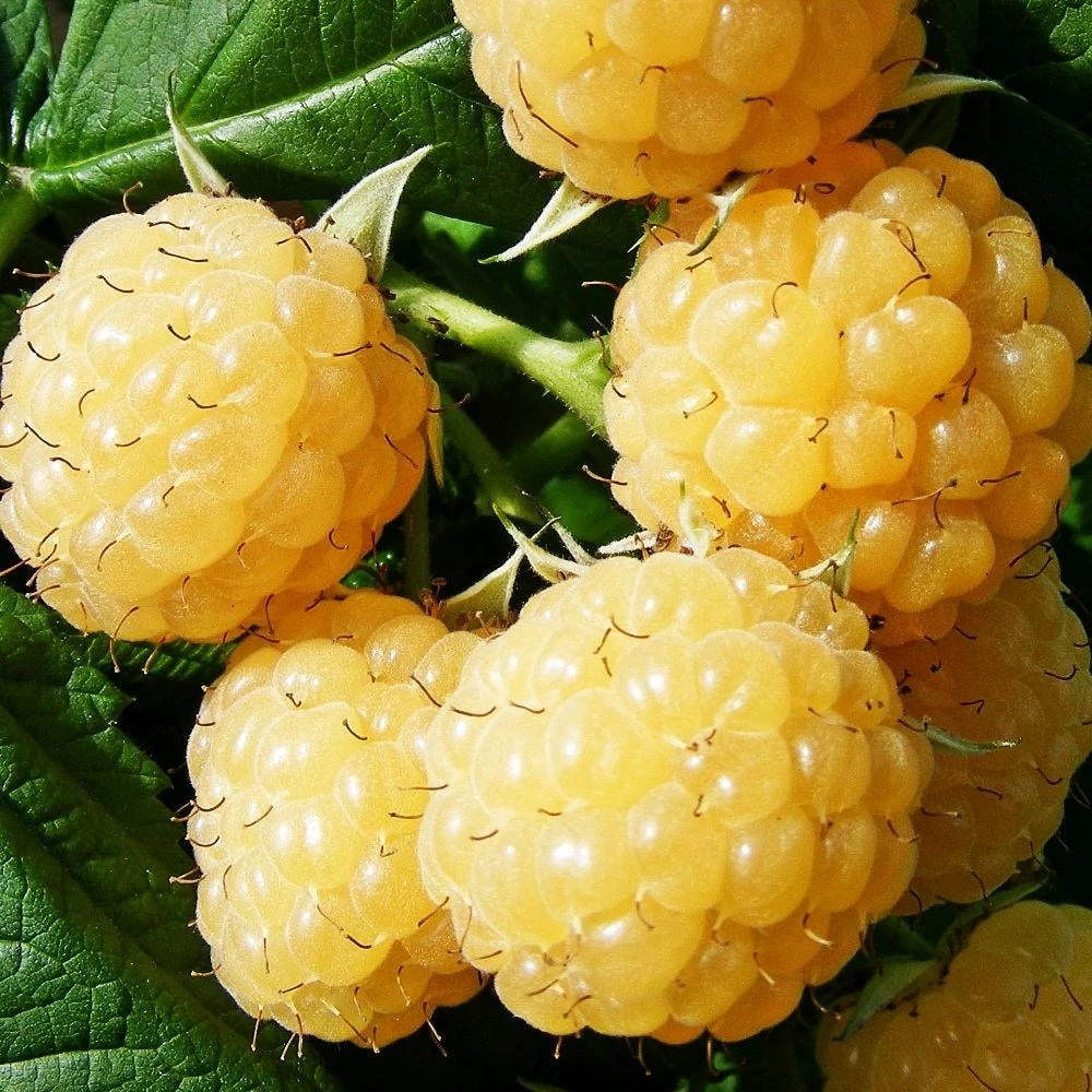 Raspberry 'All Gold' 4 Raspberry 'All Gold' - Image 2