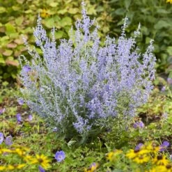 Perovskia Lacey Blue ('Lisslitt') (PBR) -plant store pl2000037478 card4 lg