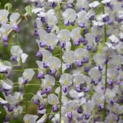 Wisteria Floribunda F. Multijuga