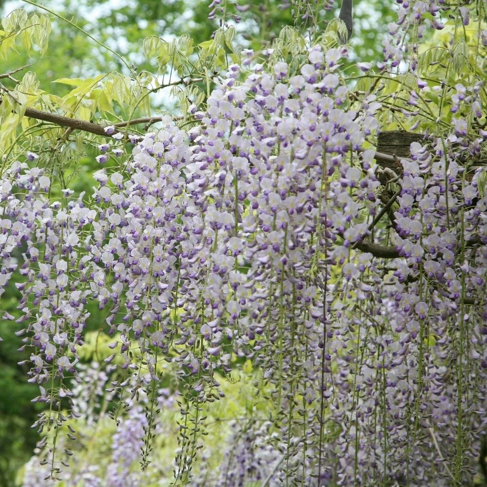 Wisteria Floribunda F. Multijuga 4 Wisteria Floribunda F. Multijuga - Image 2