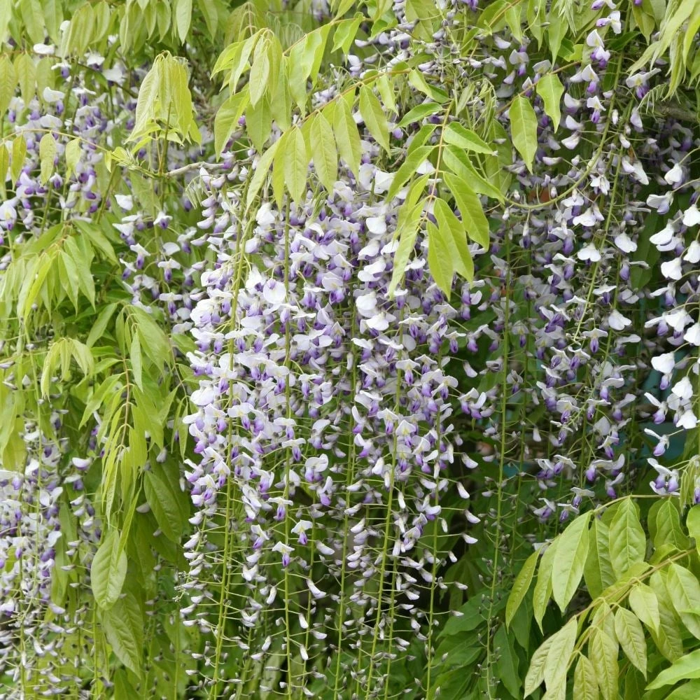 Wisteria Floribunda F. Multijuga 5 Wisteria Floribunda F. Multijuga - Image 3
