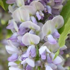 Wisteria × Formosa 'Caroline'