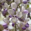 Wisteria Floribunda 'Harlequin' -plant store pl2000037594