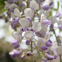 Wisteria Floribunda 'Harlequin' 7 Wisteria Floribunda 'Harlequin' -plant store pl2000037594 card3 lg