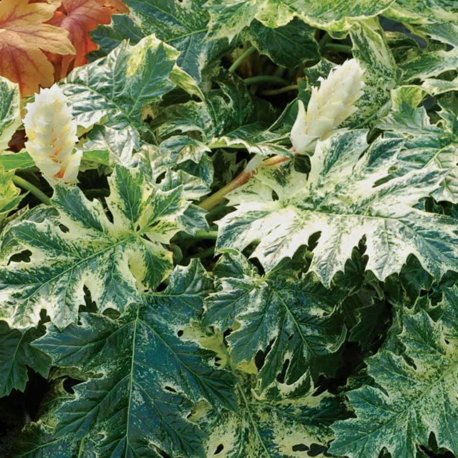 Acanthus 'Whitewater' 3 Acanthus 'Whitewater'