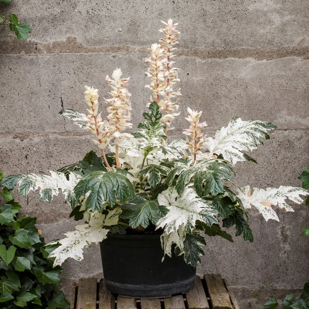 Acanthus 'Whitewater' 4 Acanthus 'Whitewater' - Image 2