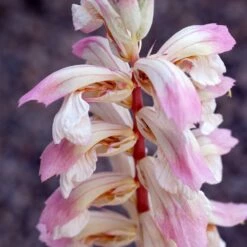 Acanthus 'Whitewater' 7 Acanthus 'Whitewater' -plant store pl2000037600 card3 lg