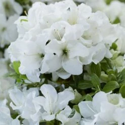 Rhododendron Encore Pure White Julia ('Homlea') (Encore Azalea Series)