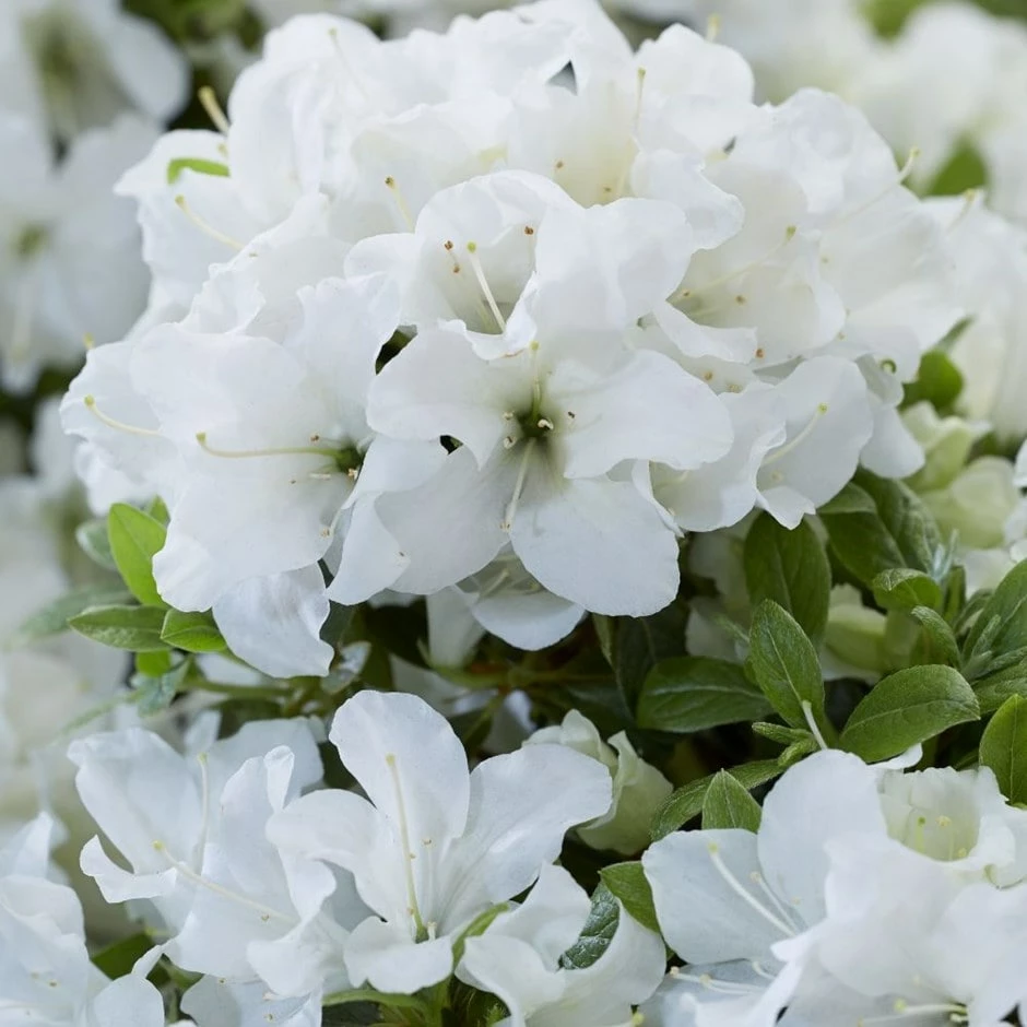 Rhododendron Encore Pure White Julia ('Homlea') (Encore Azalea Series) 3 Rhododendron Encore Pure White Julia ('Homlea') (Encore Azalea Series)
