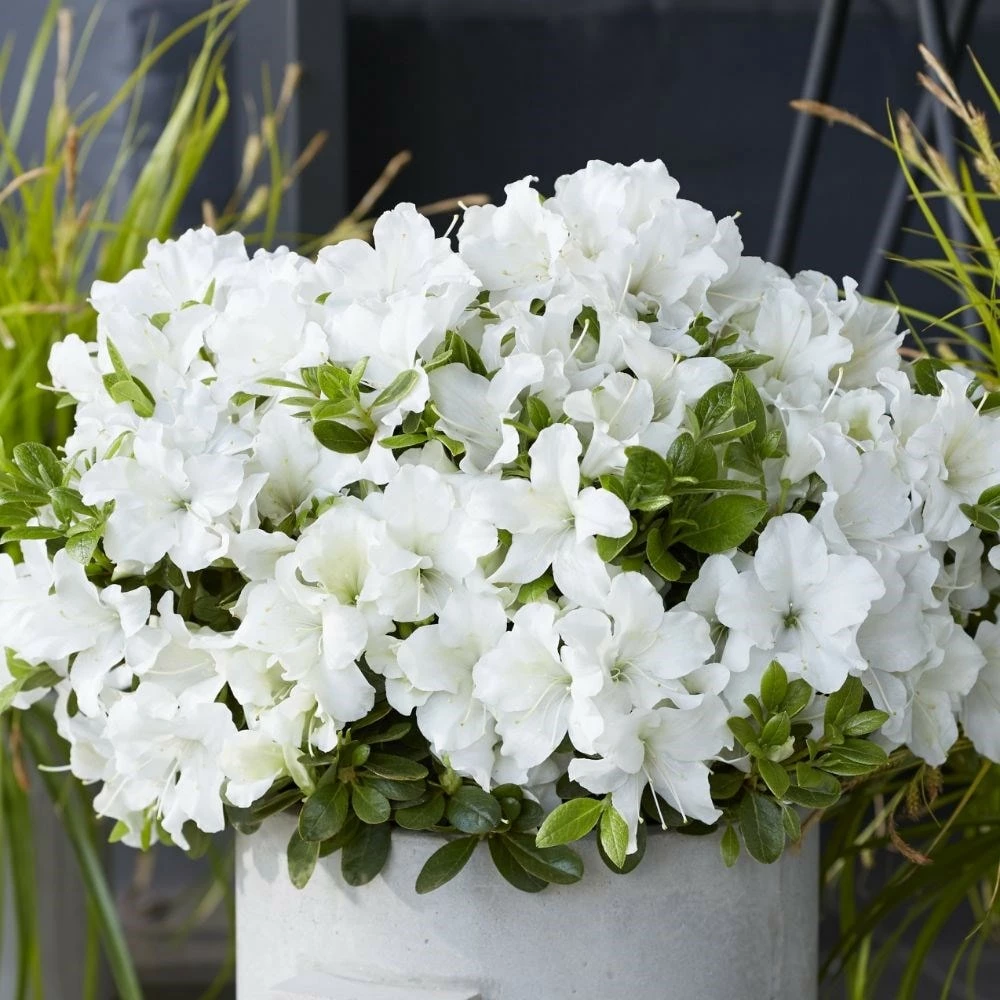 Rhododendron Encore Pure White Julia ('Homlea') (Encore Azalea Series) 4 Rhododendron Encore Pure White Julia ('Homlea') (Encore Azalea Series) - Image 2