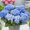 Hydrangea Macrophylla 'Little Blue' 2 Hydrangea Macrophylla 'Little Blue' -plant store pl2000037670