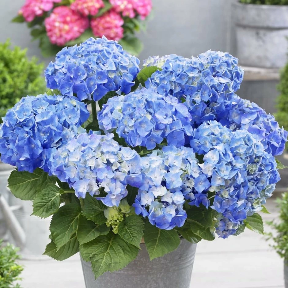 Hydrangea Macrophylla 'Little Blue' 3 Hydrangea Macrophylla 'Little Blue'