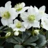 Helleborus Niger 'Christmas Carol' 1 Helleborus Niger 'Christmas Carol' -plant store pl2000037689