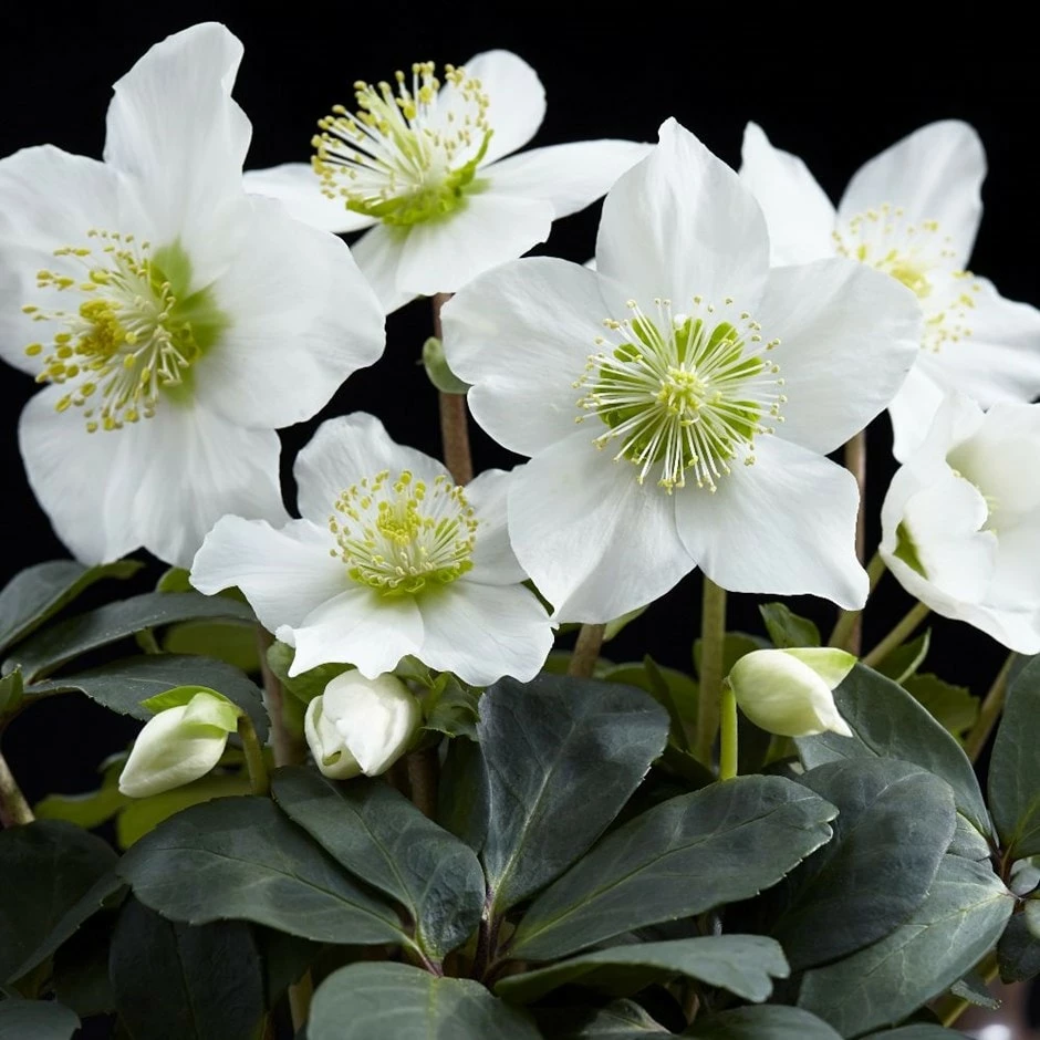 Helleborus Niger 'Christmas Carol' 3 Helleborus Niger 'Christmas Carol'