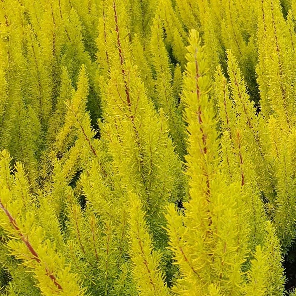 Erica Arborea Var. Alpina F. Aureifolia 'Albert's Gold' 4 Erica Arborea Var. Alpina F. Aureifolia 'Albert's Gold' - Image 2