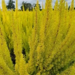 Erica Arborea Var. Alpina F. Aureifolia 'Albert's Gold' 7 Erica Arborea Var. Alpina F. Aureifolia 'Albert's Gold' -plant store pl2000037694 card3 lg