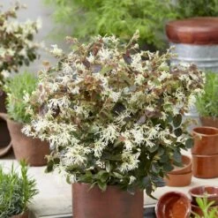 Loropetalum Ruby Snow ('Iwai') (PBR) -plant store pl2000037743 card2 lg