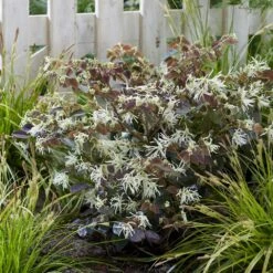 Loropetalum Ruby Snow ('Iwai') (PBR) -plant store pl2000037743 card3 lg