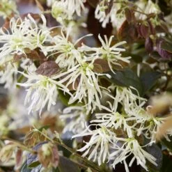 Loropetalum Ruby Snow ('Iwai') (PBR) -plant store pl2000037743 card4 lg