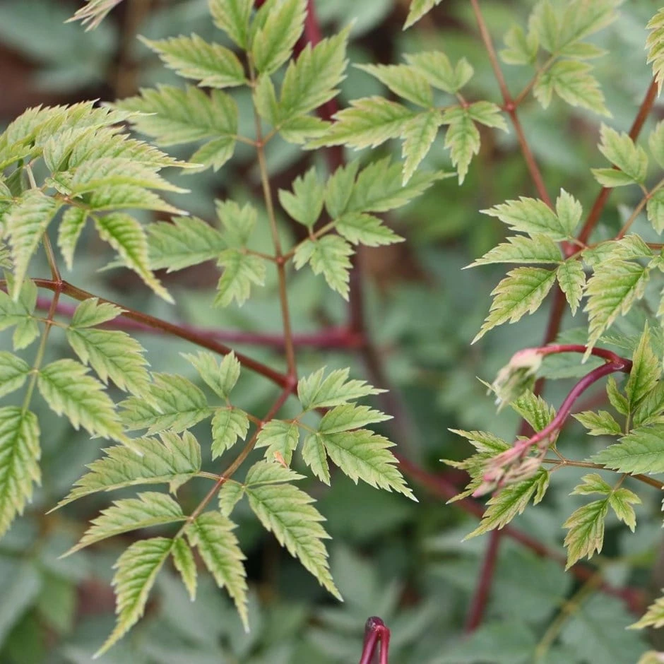 Aruncus 'Horatio' 3 Aruncus 'Horatio'