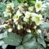 Helleborus 'Winter Moonbeam' -plant store pl2000037809