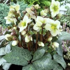Featured Products 8 Helleborus 'Winter Moonbeam'