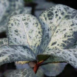 Helleborus 'Winter Moonbeam' -plant store pl2000037809 card4 lg