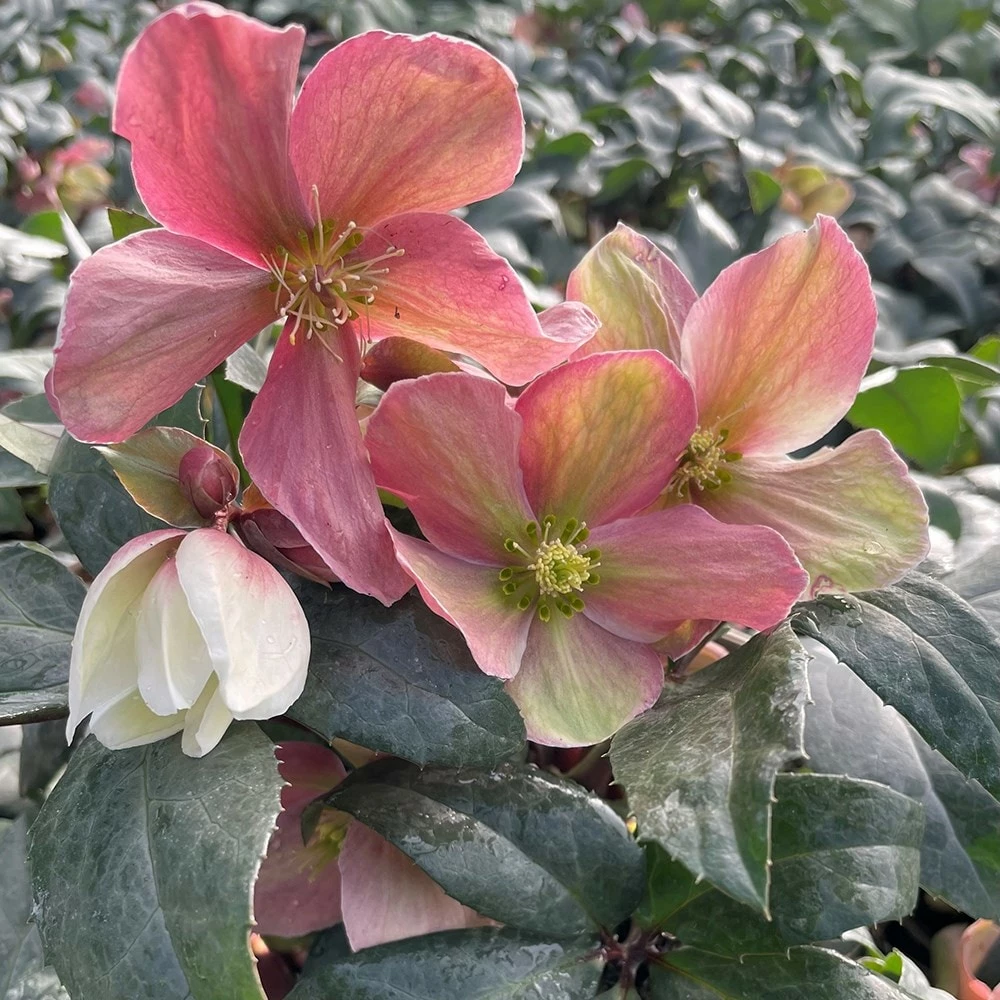 Helleborus × Ericsmithii 'Winter Sunshine' 4 Helleborus × Ericsmithii 'Winter Sunshine' - Image 2
