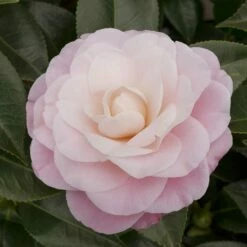Featured Products 1 Camellia Japonica 'Nuccio's Cameo'