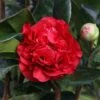 Camellia × Williamsii 'Ruby Wedding'
