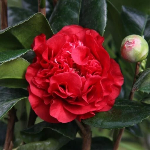 Camellia × Williamsii 'Ruby Wedding' 3 Camellia × Williamsii 'Ruby Wedding' -plant store pl2000037845