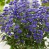 Caryopteris × Clandonensis Grand Bleu ('Inoveris') (PBR) 1 Caryopteris × Clandonensis Grand Bleu ('Inoveris') (PBR) -plant store pl2000037907