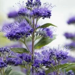 Caryopteris × Clandonensis Grand Bleu ('Inoveris') (PBR) -plant store pl2000037907 card2 lg