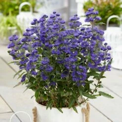 Caryopteris × Clandonensis Grand Bleu ('Inoveris') (PBR) -plant store pl2000037907 card3 lg
