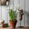 Perfumed Paperwhites & Terracotta Pot 2 Perfumed Paperwhites & Terracotta Pot -plant store pl2000038005